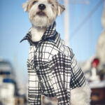 Rad Plaid Button Down Shirt