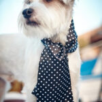 Tie One On Ascot - Black